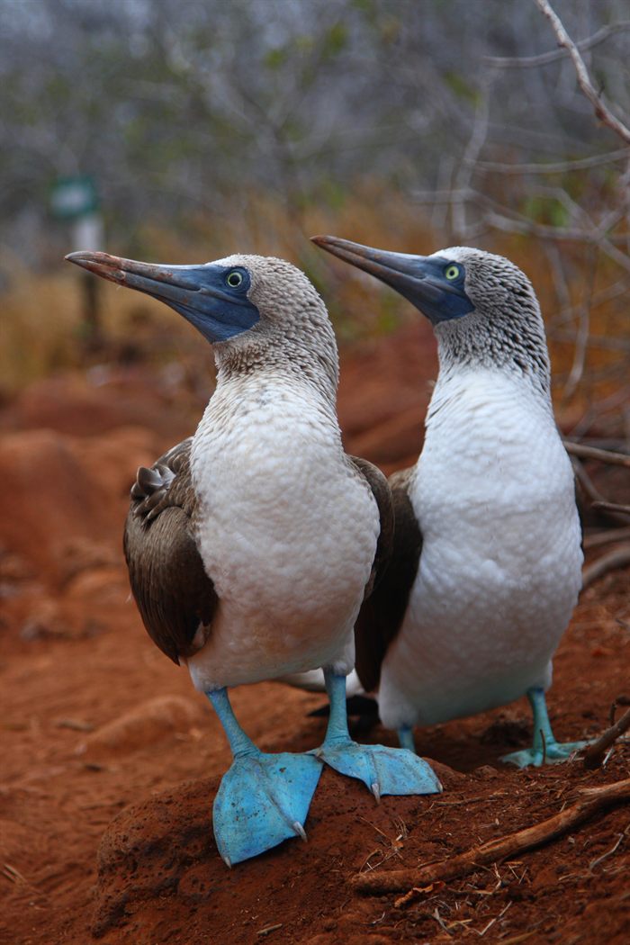 Blue-footed boobies