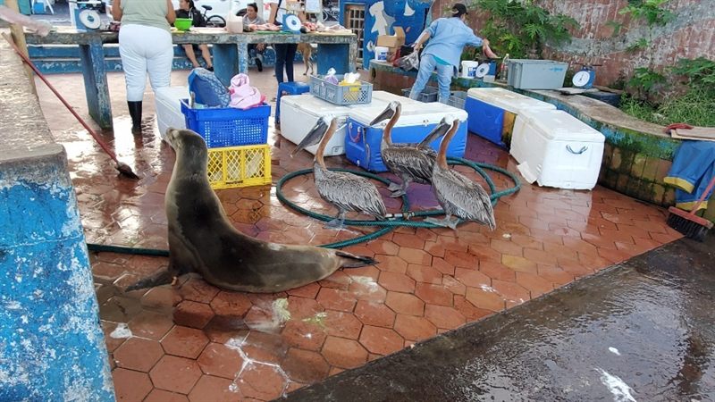 Sea lion at a fish market counter