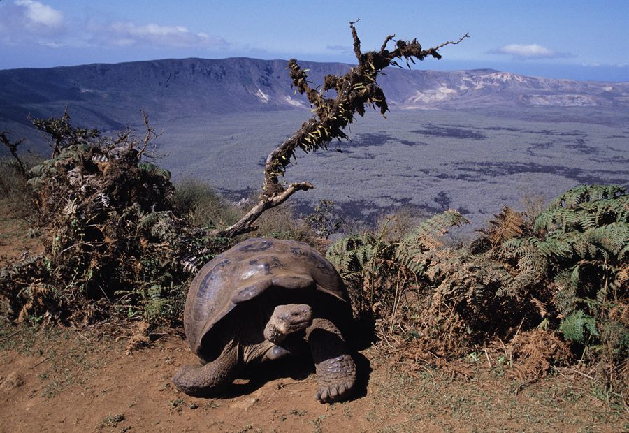 Giant tortoise on a volcano