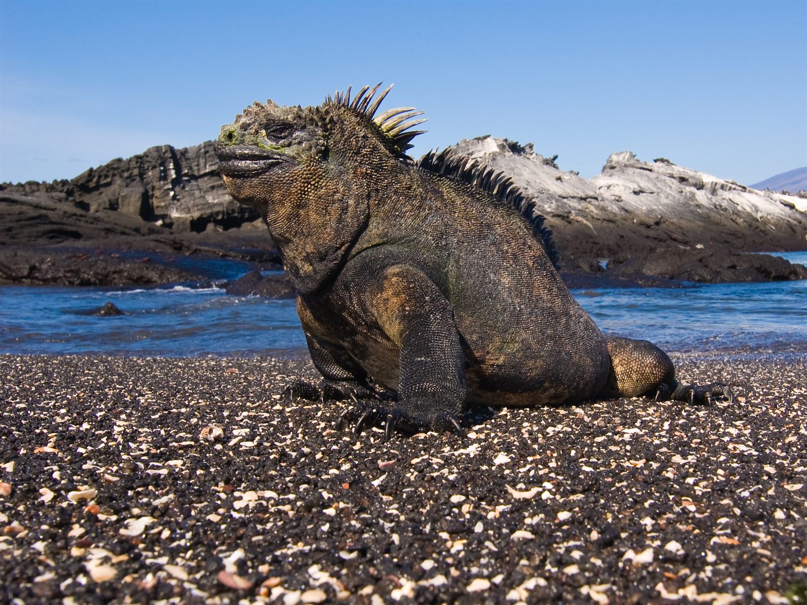 Marine iguana resting on a black lava shoreline