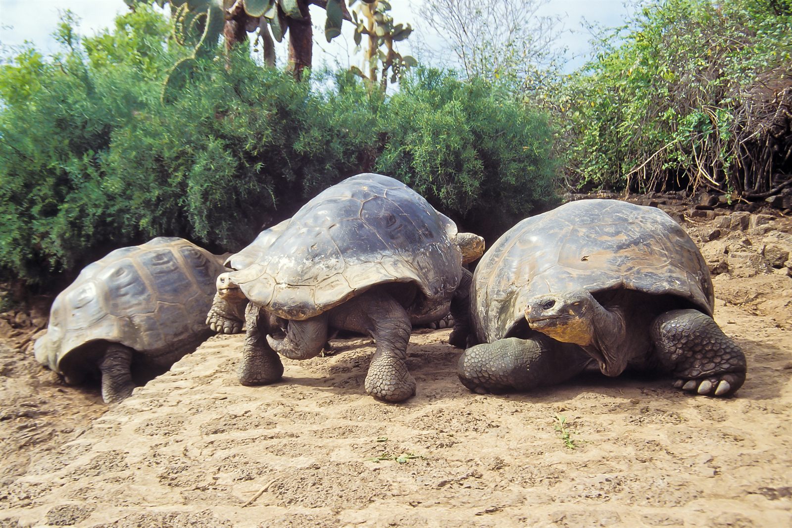 Three giant tortoises resting together on sandy ground among green shrubs