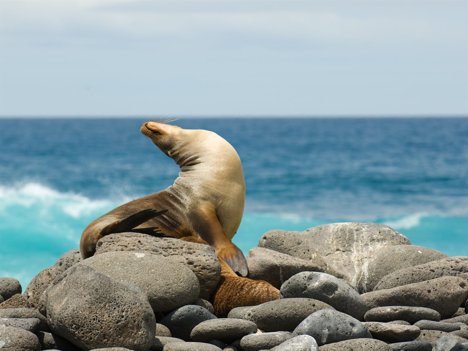 Galápagos sea lion posing on dark lava boulders beside the ocean