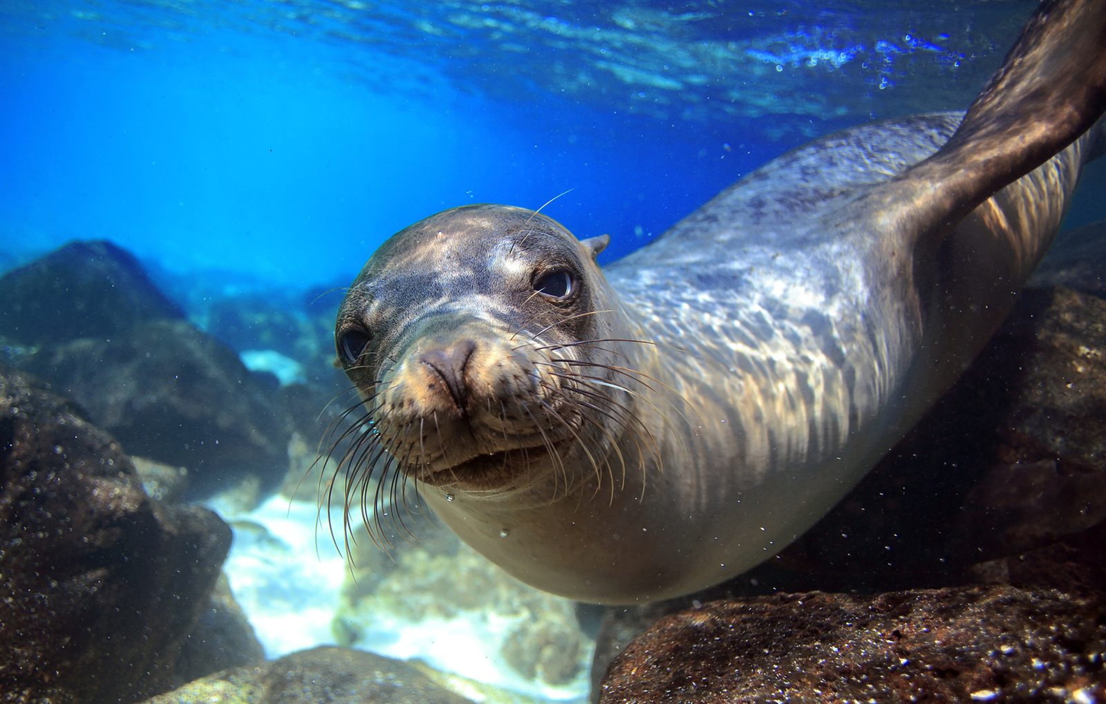 Curious sea lion swimming underwater toward the camera