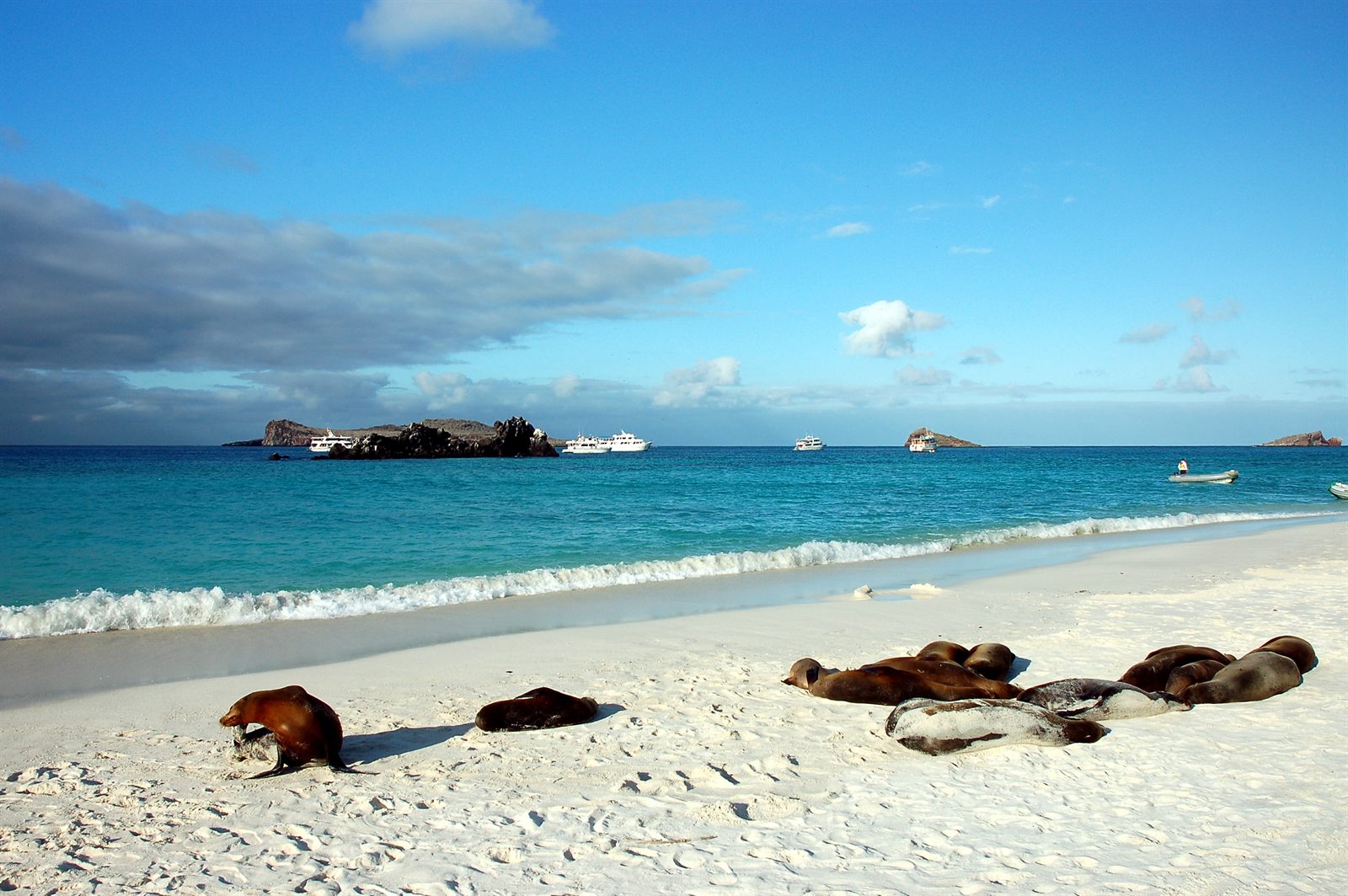 Sea lions resting on a white-sand beach with small cruise vessels anchored offshore