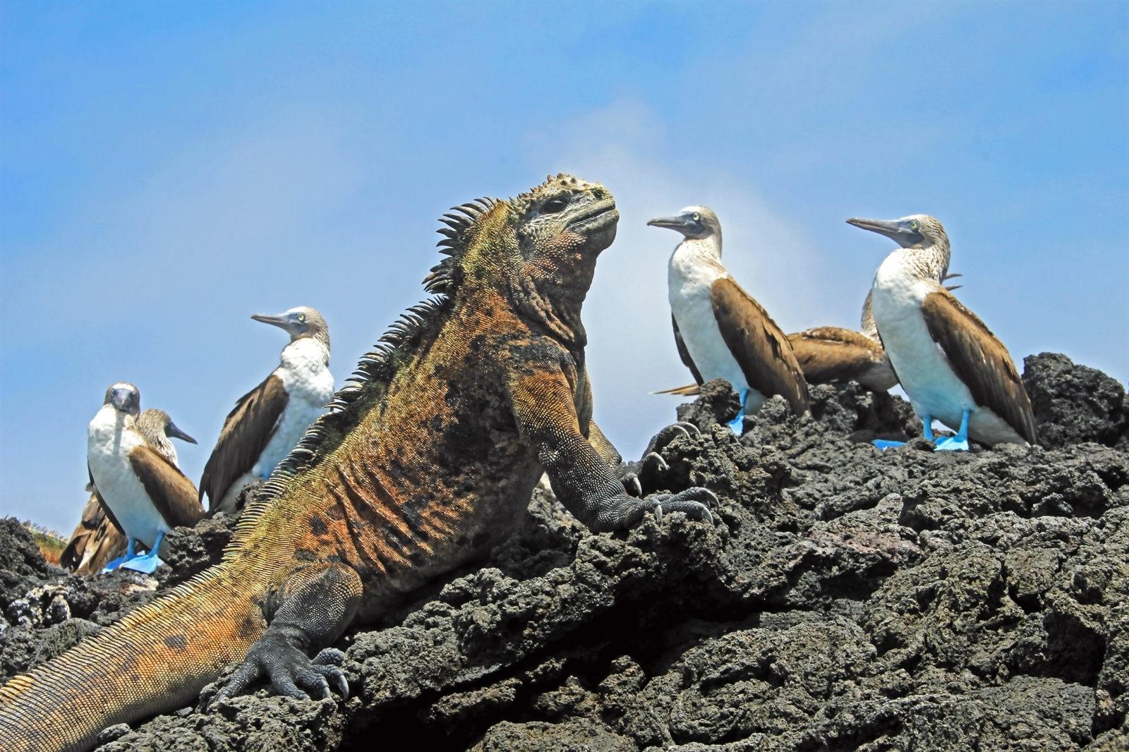 Marine iguana and blue-footed boobies sharing a lava outcrop